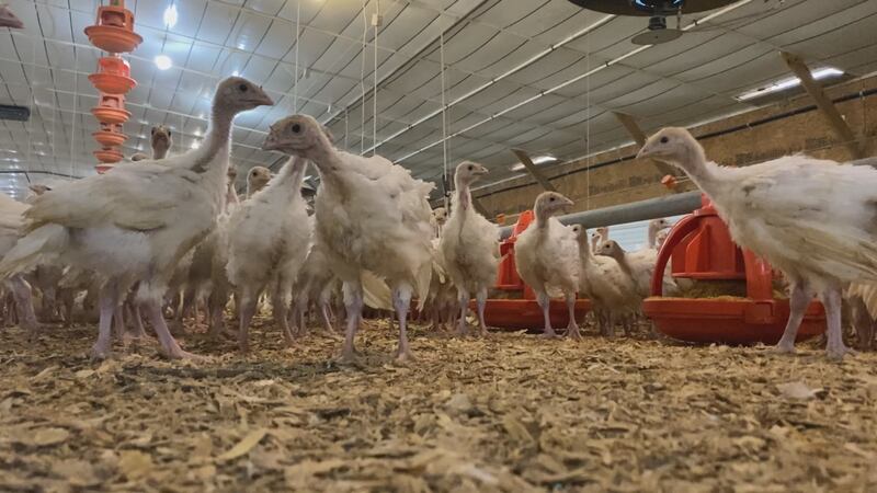 The 4.6 million birds killed this year compares to the nearly 58 million birds the U.S....