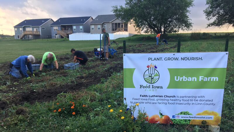 Volunteers harvested hundreds of pounds of vegetables to be distributed across Linn County on...