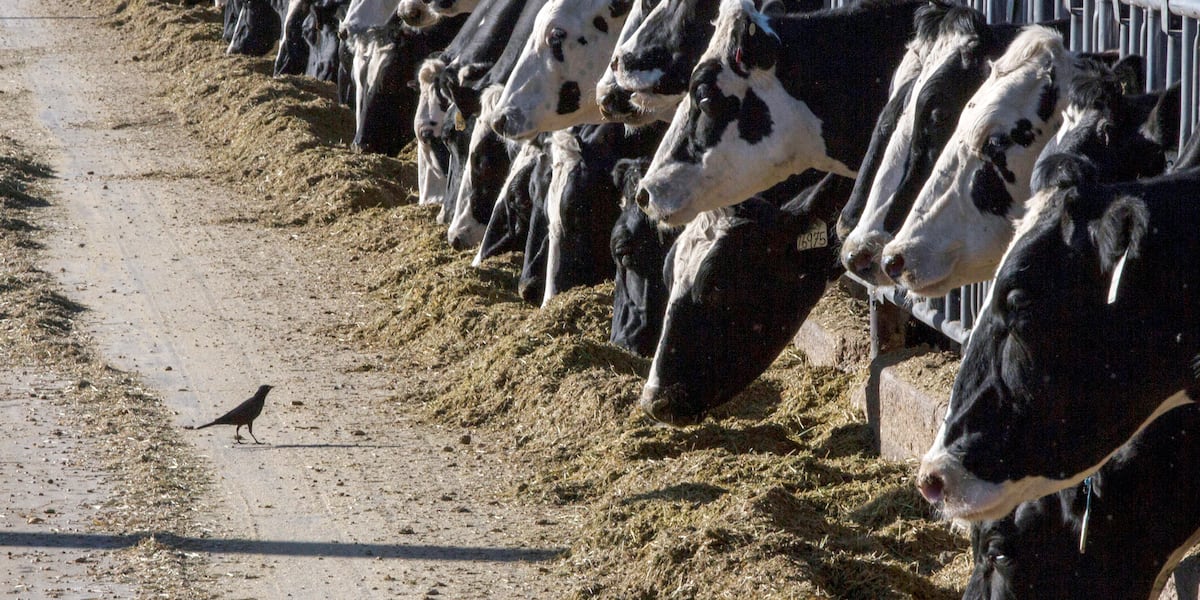 Avian flu infects another Sioux County dairy farm Avian flu infects another Sioux County dairy farm