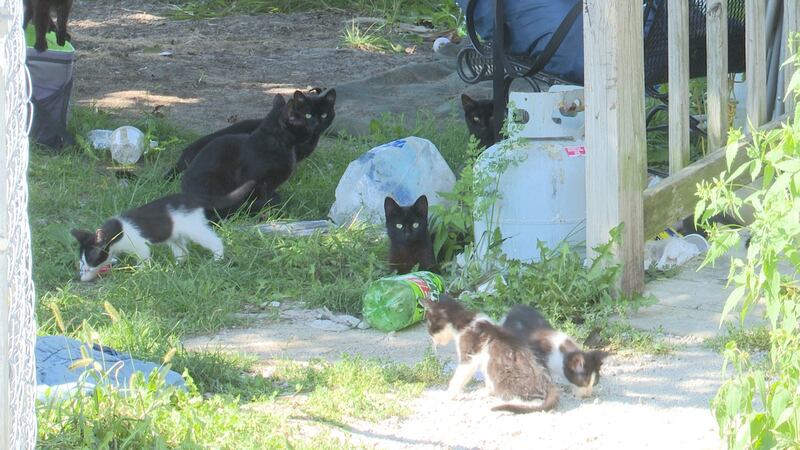 A total of 13 live cats were rescued inside and outside the residence, police said. Another 10...
