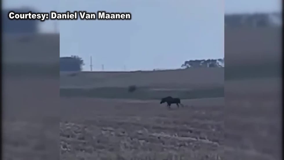 Moose spotted in Sioux County, IA