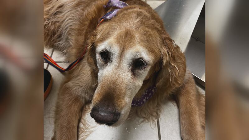 Outbreak of potentially fatal virus in dogs has reached the Quad Cities