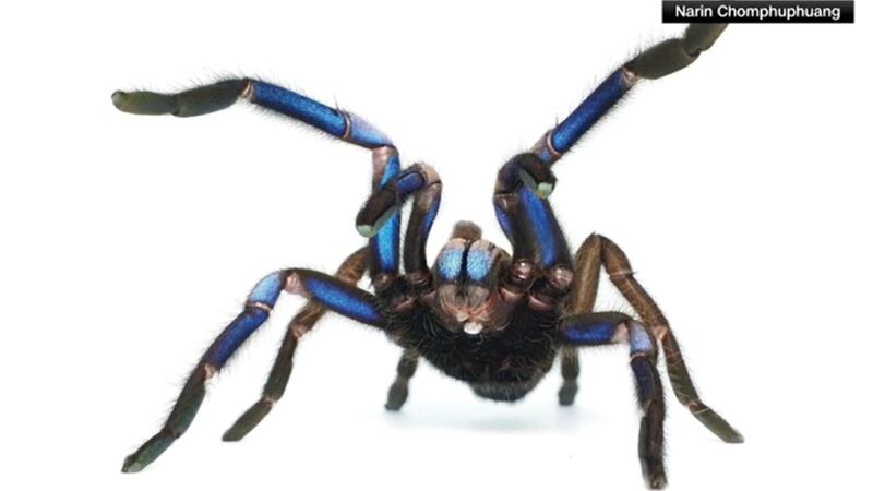 Researchers say the electric blue coloring does not come from the presence of blue...