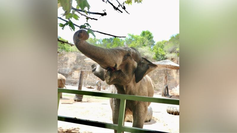 Officials with the San Antonio Zoo say the animal care team had to euthanize Lucky the elephant.