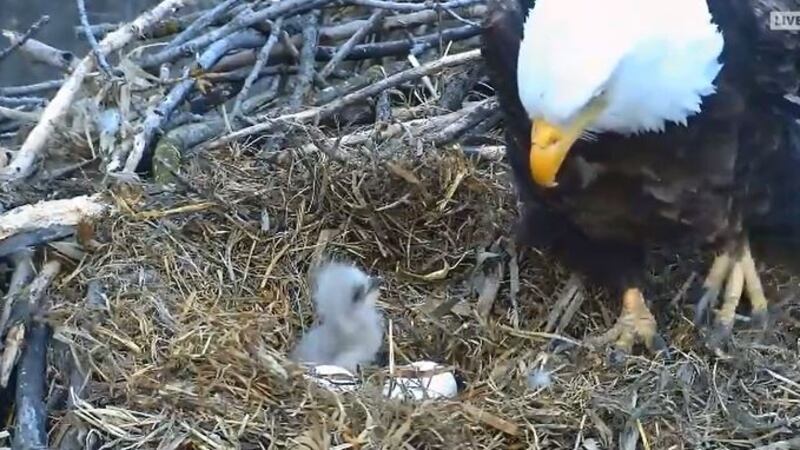 This still frame from the Decorah Eagle Cam with the Raptor Resource Project shows D24 after...