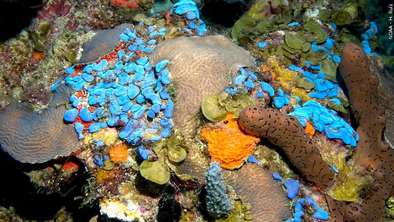 Climate change is hurting coral worldwide. But these reefs off the Texas coast are thriving