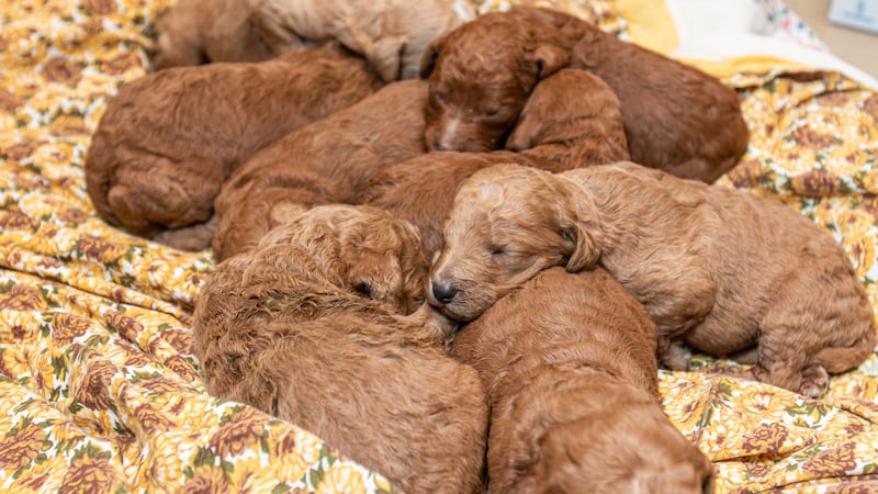 The Animal Rescue League of Iowa said it helped remove nearly 100 dogs and puppies, some just...