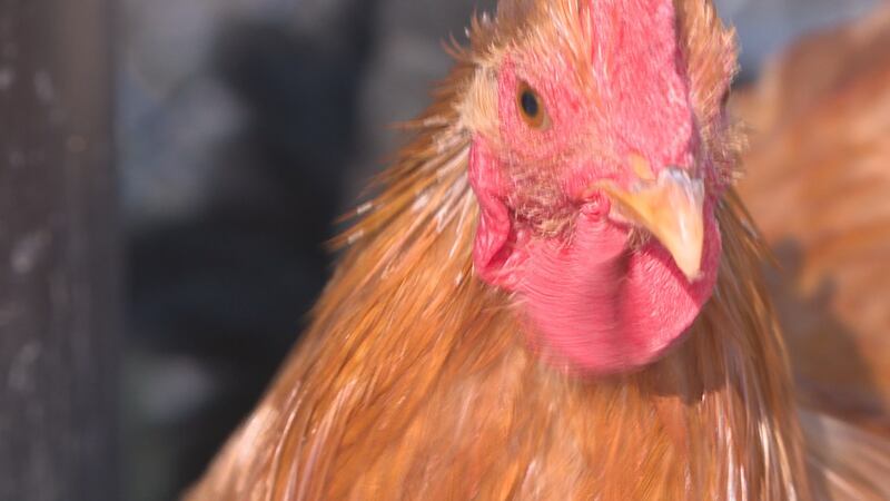 State agriculture officials say the confirmation of bird flu at another Iowa egg-laying farm...