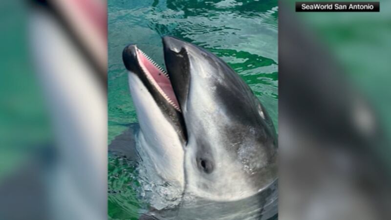 Li'i the dolphin, a companion of the late Lolita, was moved to SeaWorld San Antonio.